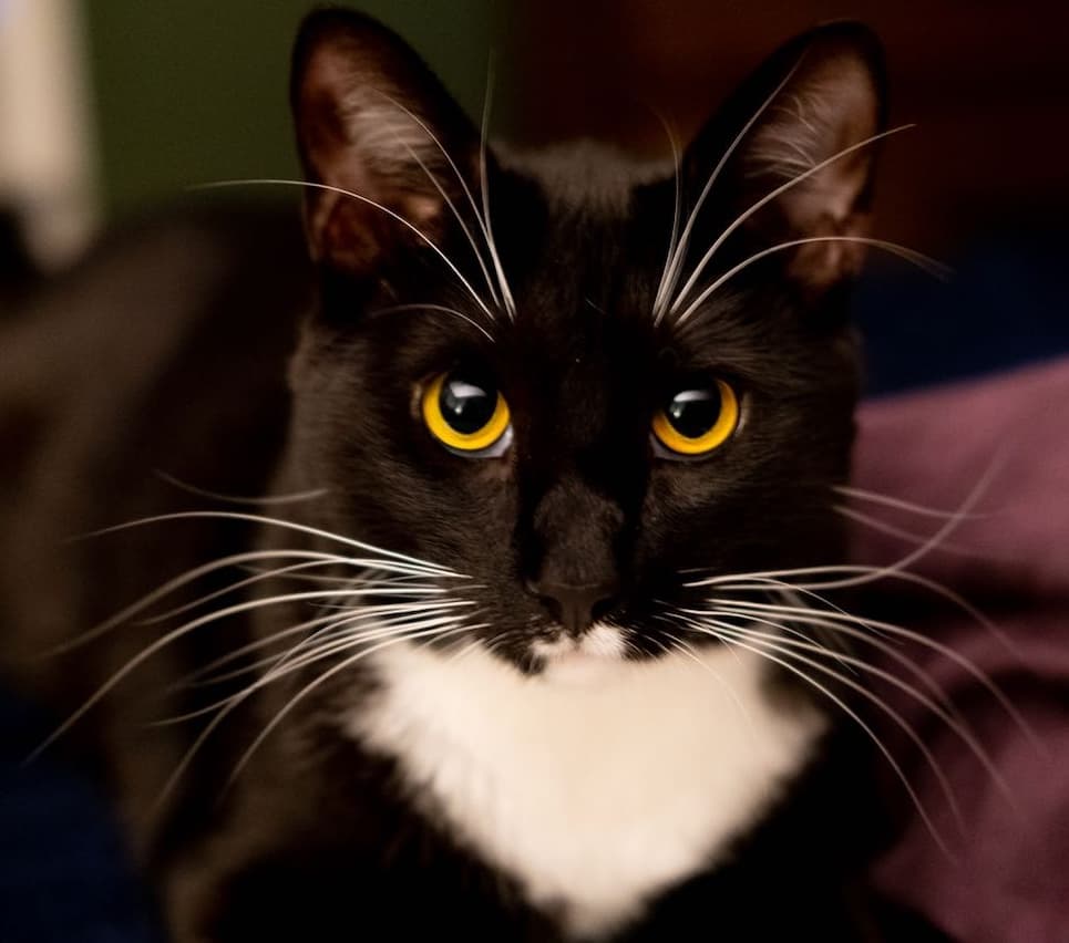 Cover Image for Quincy 😻