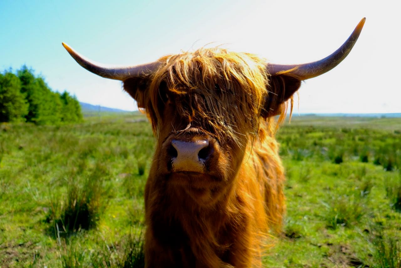 Cover Image for Moo (4K UHD Edition)