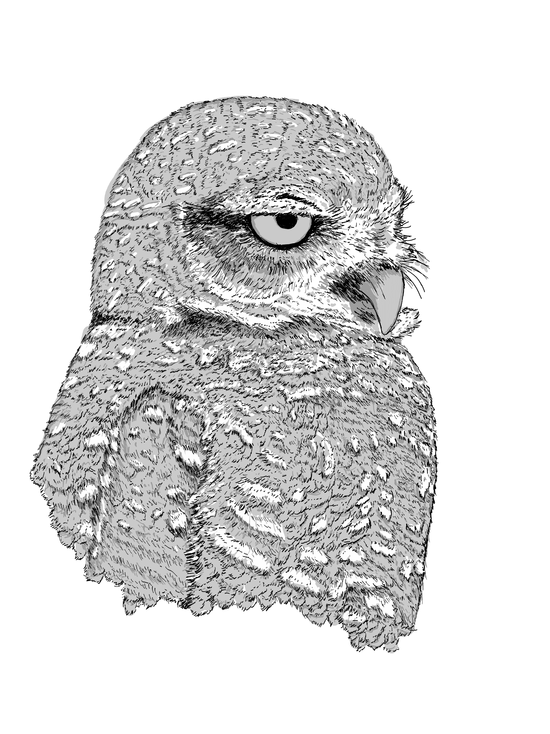 Cover Image for Owl